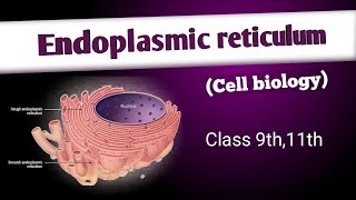 Endoplasmic reticulum structure and functions cell biology [upl. by Nhguavaj]