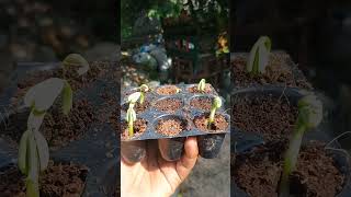 quotGrow Beans nursery beans farming [upl. by Josefina733]