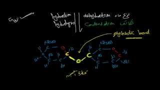 السكريات الثنائية [upl. by Rubenstein]