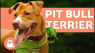 American Pit Bull Terrier  Characteristics and Care [upl. by Won]