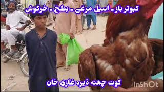 dera ghazi khan bakra mandi 2024  Ducks rabbits chickens Price In dera Ghazi Khan [upl. by Eilujna801]