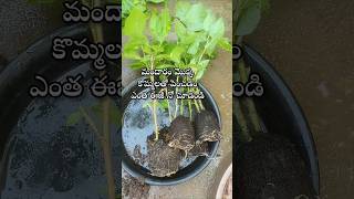 Easy to grow hibiscus plant from cuttings youtubeshorts shorts shortsyoutube hibiscus [upl. by Aisyram]