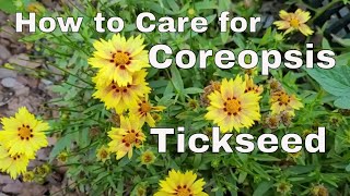 How to Care for Tickseed  Care for Coreopsis Plant  How to Deadhead Tickseed Coreopsis [upl. by Eyma]