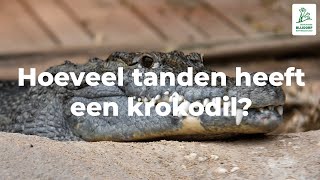 Hoeveel tanden heeft een krokodil [upl. by Gnni42]