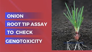 🧬 Unlocking Genotoxicity with Onion using Allium cepa Assay 🌱 [upl. by Devitt]