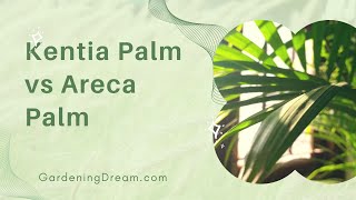 Kentia Palm vs Areca Palm 1 [upl. by Chura905]