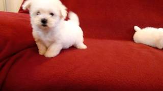 PUI DE BICHON MALTESE 0725758099 [upl. by Fulbright]