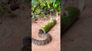 Amazing Snake Trap Make Using Bamboo shortvideo wildlife snake animals shortvideo [upl. by Perle]