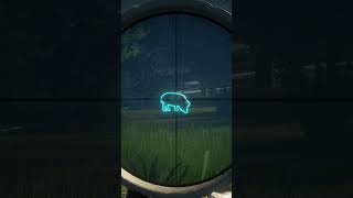 Cerdos en te awaroa thehuntercallofthewild gameplay caza cazamayor juegosparamovil gaming [upl. by Ellegna19]