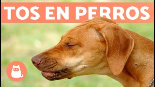 9 REMEDIOS CASEROS para la TOS en PERROS 🐶✅ Recomendados por Veterinarios [upl. by Julie528]