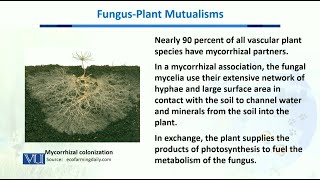 Fungus plant Mutualisms  Biodiversity amp EvolutionII  BT201Topic096 [upl. by Ahswat]