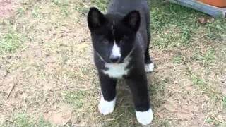 Tapio  A Karelian Bear Dog Puppy [upl. by Saenihp108]