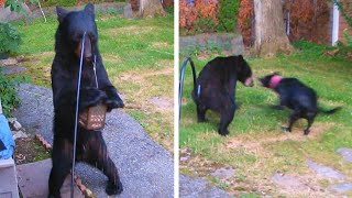 Dog Confronts Bear Destroying Birdfeeder [upl. by Akemal]