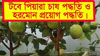 টবে পিয়ারা চাষ পদ্ধতি। tobe pyara chas [upl. by Ahsaeit]