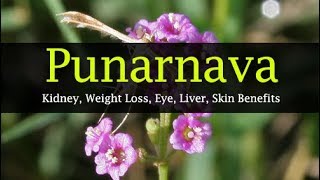 Punarnava Powder Benefits  Kidney Weight Loss Eyes [upl. by Latrell]