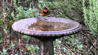 Varied Thrush [upl. by Rihaz456]