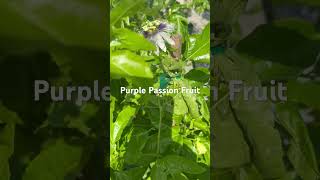 Purple Passion Fruit 5 Gallon at HH Plant Nursery [upl. by Arica893]