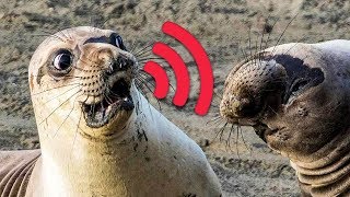 12 Unusual Sounds Animals Make 🔊🙉 [upl. by Verne]