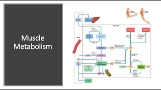 Muscle Metabolism [upl. by Yajeet23]