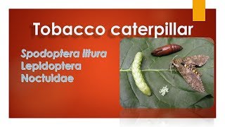 Tobacco caterpillar Identification and management By Rajesh Spodoptera litura [upl. by Kerrin]