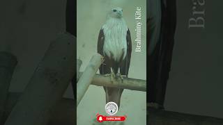 Brahminy kite brahminykite shorts birds [upl. by Nanahs]