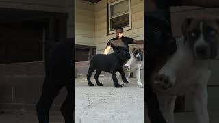 Boerboel Puppy Dominates Cane Corso Puppies boerboelpuppies dogbreed boerboel [upl. by Bromley57]