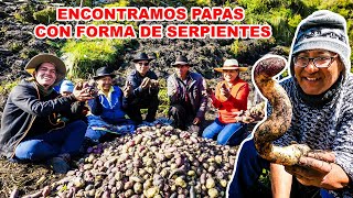 Cosechamos MÁS DE 30 VARIEDADES DE PAPAS y conocí PLANTAS MEDICINALES de CONCHUCOS [upl. by Nnovahs]