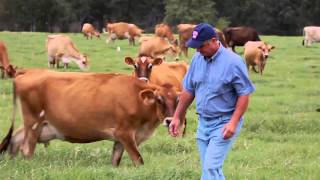 Grass Fed Dairy Cows [upl. by Trow]