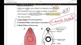 مراجعة ميد بارا أولي تمريض منصورة  trematodes 🪱 [upl. by Stortz34]