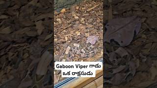 ఈ పాము గాడి పేరు Gaboon Viper highly venomous dangerous African snake USA telugu vlogs [upl. by Sutsugua]