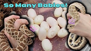 Our Hognose Laid a HUGE Clutch of Eggs [upl. by Acinor904]