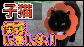 子猫 保護しました [upl. by Kurtzig]