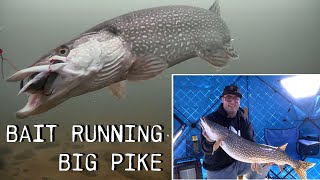 Underwater Pike Strikes Ice Fishing using a baitrunner setup [upl. by Ronn]