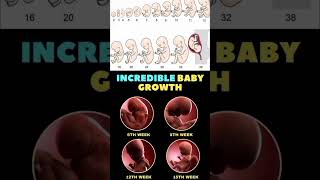 Incredible baby growth [upl. by Eiddet]