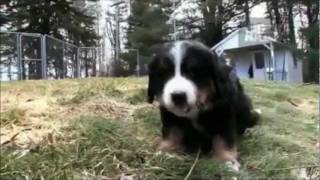 Dogs 101  Bernese Mountain Dog [upl. by Lengel]