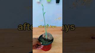 Stephania Erecta  Elephant foot plant growing ideas shorts garden grow stephania plants [upl. by Traggat]