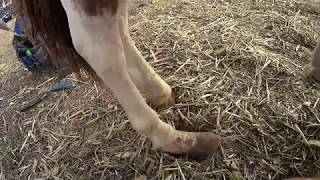 Hoof trim Boots was made for walking Mini Rehab trim [upl. by Yretsym]