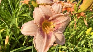 Daylilies  rugged and beautiful  Gardening with Gutner [upl. by Kcirb114]