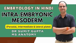 Intraembryonic mesoderm  Paraxial mesoderm  Lateral plate mesoderm  Intermediate mesoderm [upl. by Tombaugh]