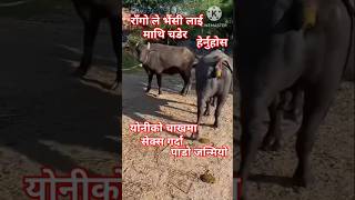 rago le buffalo lai pachhadi bata chhirauda paatheghar phutyo share subscribe shorts animals [upl. by Enetsuj414]