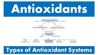 Antioxidants and Types of antioxidant systems [upl. by Ernestine]