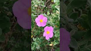 Cistus albidus Ciste cotonneux [upl. by Arbma]