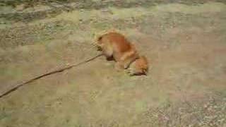 Our Shiba Inu Ando on his first beach [upl. by Sang]