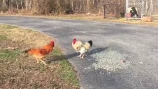 Rooster vs rooster [upl. by Ezarra]