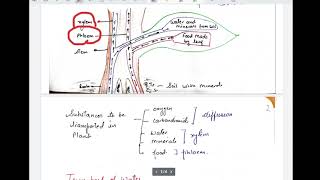 class 10 transportation in plants [upl. by Adrienne]