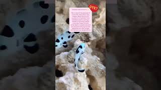 Clownfish doyouknow studyadvice motivation ytshorts oceanworld fish Shikhathemysterious [upl. by Carita130]