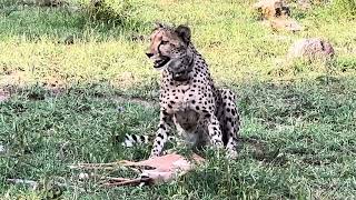 Cheetah mom calling her cubs cheetah cheetahhunt [upl. by Jago]