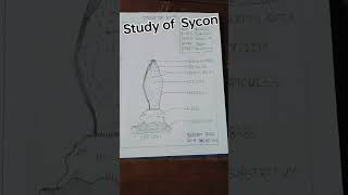 zoology practical of Sycon [upl. by Atteram]