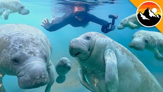 I Swam with 100 Manatees [upl. by Yevad]