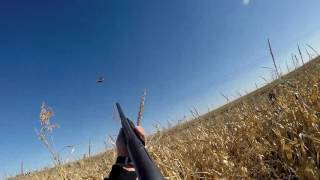 Pheasant Hunting South Dakota With DampD Outfitters [upl. by Indyc]